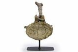 Sauropod (Camarasaurus) Caudal Vertebra - Wyoming #305154-2